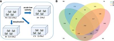 Response of intestinal microbiota to saline-alkaline water in mud crab (Scylla paramamosain) based on multiple low salinity culture modes